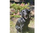 Adopt Stevie a Black Labrador Retriever / Mixed dog in Pineville, NC (39167944)