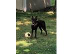Adopt Koda a Brown/Chocolate Labrador Retriever / Mixed dog in Lodi