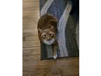 Adopt Sarge a Orange or Red Tabby Tabby / Mixed (medium coat) cat in Greeley