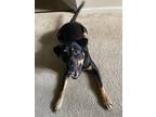 Adopt Kage a Black - with Tan, Yellow or Fawn Labrador Retriever / Doberman