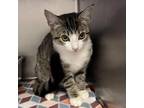 Adopt 230907F037 Baby girl a Gray or Blue American Shorthair / Mixed cat in