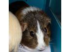 Adopt 230906GP32 a Guinea Pig small animal in Cleveland, AL (39158998)