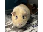 Adopt 230906GP31 a Guinea Pig small animal in Cleveland, AL (39158997)