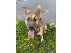 Adopt Chi-Chi a German Shepherd Dog / Mixed dog in Hyde Park, NY (39131411)