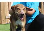 Adopt Bobby Joe a Catahoula Leopard Dog / Hound (Unknown Type) / Mixed dog in