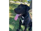 Adopt Dandy a Great Dane / Mixed dog in Grand Rapids, MI (39119257)