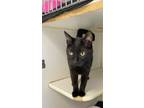 Adopt Tamara a All Black Domestic Mediumhair / Mixed cat in El Paso