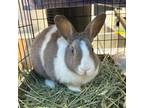 Adopt 54097164 a Grey/Silver Other/Unknown / Mixed rabbit in El Paso