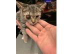 Adopt Maxine a Brown Tabby Domestic Mediumhair / Mixed cat in El Paso