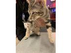 Adopt Jill a Brown Tabby Domestic Mediumhair / Mixed cat in El Paso