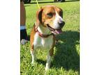 Adopt Sniffer a Tricolor (Tan/Brown & Black & White) Beagle / Mixed dog in
