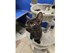 Adopt Moonlight a Domestic Shorthair / Mixed cat in Burlington, KY (39144182)