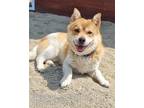 Adopt DDAENG-E a White - with Tan, Yellow or Fawn Welsh Corgi / Mixed dog in