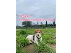 Adopt YESEUL a White - with Red, Golden, Orange or Chestnut Beagle / Jindo /