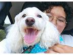 Adopt LUCAS a White Poodle (Miniature) / Mixed dog in Murrieta, CA (39167691)