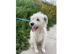 Adopt SHAZOO a White Havanese / Retriever (Unknown Type) / Mixed dog in