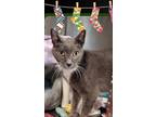 Adopt SOCKS a Gray or Blue Domestic Shorthair (short coat) cat in Pegram
