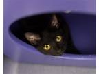 Adopt Inky a All Black Domestic Shorthair / Mixed (short coat) cat in