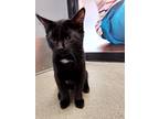 Adopt Cocoa Puff a Gray or Blue (Mostly) Domestic Shorthair / Mixed cat in