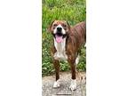 Adopt Dobby a Brindle Beagle / American Pit Bull Terrier / Mixed dog in