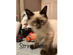 Adopt String Bean a Siamese / Mixed cat in Sherwood, OR (39167642)