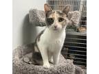 Adopt Hillary a Calico or Dilute Calico Domestic Shorthair / Mixed cat in Albert