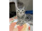 Adopt Mr Muddle a Domestic Shorthair / Mixed cat in Oakland, NJ (39167549)