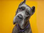 Adopt KELEVRA a Gray/Blue/Silver/Salt & Pepper Cane Corso / Mixed dog in Denver