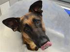 Adopt LITTLE BIT a Black German Shepherd Dog / Mixed dog in Denver