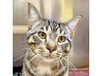 Adopt Hami a Brown Tabby Domestic Shorthair / Mixed (short coat) cat in Walnut