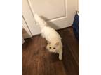 Adopt Snow White a White Persian (long coat) cat in Evansville, IN (39167510)