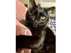 Adopt Wazowski a All Black Domestic Shorthair / Mixed (short coat) cat in