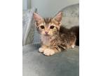 Adopt Graham a Brown Tabby Domestic Shorthair / Mixed (short coat) cat in