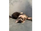 Adopt Ritz a Brown Tabby Domestic Shorthair / Mixed (short coat) cat in Hewitt