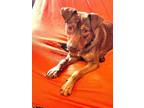 Adopt Benji 8 month old puppy in Kill Shelter a Brown/Chocolate - with Tan