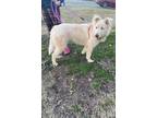 Adopt Bella a White Husky / Poodle (Standard) / Mixed dog in Griffin