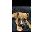 Adopt BJ a Brindle - with White Boxer / American Pit Bull Terrier / Mixed dog in