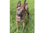 Adopt Puppy Khyron a Brindle Shepherd (Unknown Type) / Mixed dog in Miami