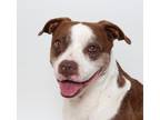 Adopt Lady a American Staffordshire Terrier / Boston Terrier / Mixed dog in San