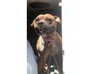 Adopt Elizabeth a Brown/Chocolate American Pit Bull Terrier / Mixed dog in