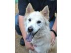 Adopt Kiba a Husky / Mixed dog in White Plains, NY (39135029)