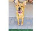 Adopt Sunny a Red/Golden/Orange/Chestnut Golden Retriever / Labrador Retriever /