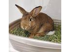 Adopt Muffin a Chocolate Other/Unknown / Mixed rabbit in Hilliard, OH (39167057)