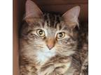 Adopt Cocoa a Orange or Red Domestic Longhair / Domestic Shorthair / Mixed cat