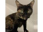 Adopt Taytay a All Black Domestic Shorthair / Domestic Shorthair / Mixed (short