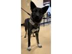 Adopt Ziti a Black Akita / German Shepherd Dog / Mixed dog in Phoenix