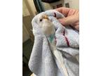 Adopt Febi1 a White Budgie / Mixed bird in Fairfax, VA (39166991)
