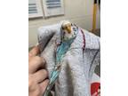 Adopt Novi1 a Blue Budgie / Mixed bird in Fairfax, VA (39166990)