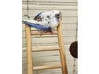 Adopt Blue Lagoon a White Budgie / Mixed bird in Fairfax, VA (39166987)