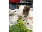 Adopt Biscotti a White Guinea Pig / Guinea Pig / Mixed small animal in